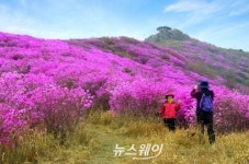 여수 영취산 진달래 축제 내달 3일 개최