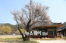 [NW포토]450년 세월 선비정신 꽃피운 산청 남명매