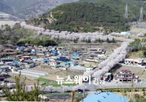 밀양시 삼랑진 안태마을 벚꽃길 트래킹 메카로 육성