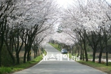 사천 선진 벚꽃길 건강걷기대회 개최