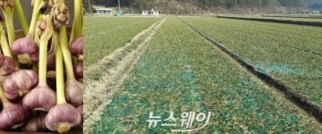 청정 고흥마늘, 제99호 지리적표시 등록 완료