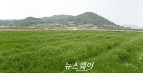 무안군, 25억 원 규모 조사료 생산 지원