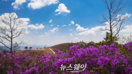 백운산 국사봉에 분홍빛 철쭉 만개