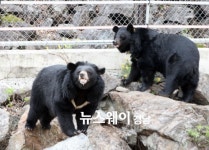 하동군 의신베어빌리지 지리산 반달곰 이름 ‘산·강’