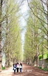 [NW포토]연둣빛 봄옷 입은 ‘메타세쿼이아 길’