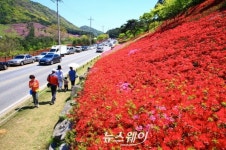 화순의 알프스 만연산 철쭉 만개