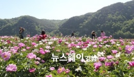 [NW포토]산청 경호강변 작약꽃 만개