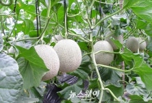 전국 최고 곡성 명품멜론 본격 출하
