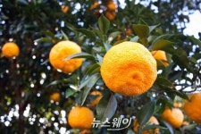 고흥 ‘유자 마늘 양파’ 면역력 강화에 최고