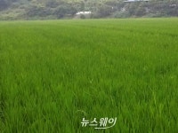 고흥 죽암농장 벼 2기작…7월 20일 햅쌀 출하
