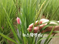 경남 고성군, 생명환경농업 벼 2기작 첫 출수