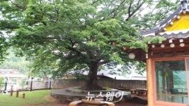 순천시, 회화나무 등 10주 ‘보호수’ 추가 지정