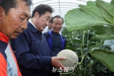 [NW포토]이낙연 지사, 황매뜰멜론 재배현장 방문