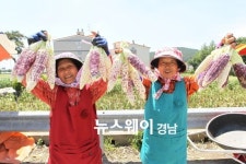 ‘제철 맞은’ 고성 월평리 찰옥수수 차진 맛 일품