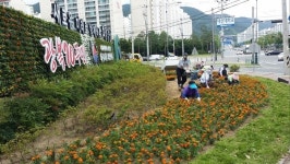 경산 백천네거리 꽃동산 메리골드 장식 눈길