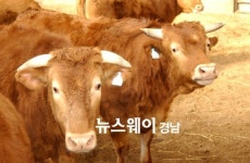 경남 합천에서 최고의 한우 뽑는다
