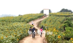 함안 법수면 일대에서 강주 해바라기 축제 5일 열려
