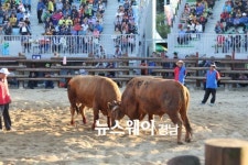 진주전국민속소싸움대회 10월 1일 개막