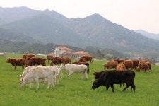 청정 함양 서상면에 가축유전자원센터 들어선다