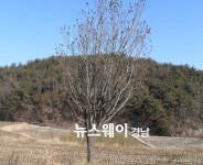 하동군, 대통령기록관에 경남대표로 고전면 30년산 무궁화 기증