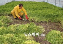 밀양 재약산 청정 미나리, 봄철 입맛에 ‘최고’