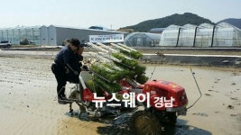 고성군, 올해 경남도내 첫 ‘벼 2기작’ 모내기
