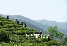 하동군, 화개·악양면 일원 햇차 수확 시작