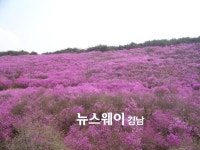 창녕군, “붉게 물든 화왕산으로 봄나들이 오세요”