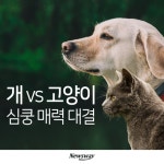 [카드뉴스] 개 vs 고양이, 심쿵 매력 대결