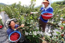 [NW포토]청정산청 지리산 산딸기 맛 보세요~