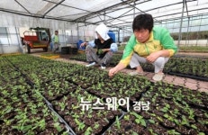 산청군, 인동덩굴 5만본 모종 공급