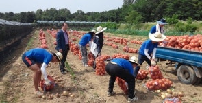 경일대 농촌봉사단, 양파수확 봉사활동