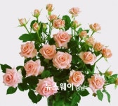 경남 장미 ‘햇살’, 수출길 활짝