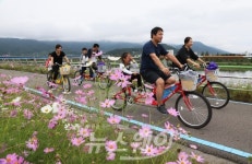 구례 섬진강 자전거길 코스모스 터널 이뤄