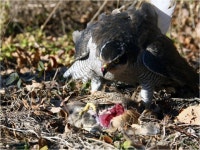 진안군, 매사냥 체험홍보관 준공식 개최