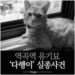 [소셜 캡처] 역곡역 유기묘 ‘다행이’ 실종사건