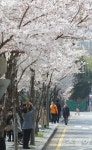 개화리프트바강남 | [포토]서울, ‘벚꽃만개’