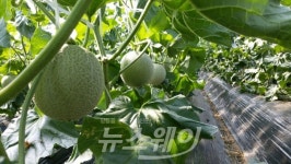 곡성멜론, 조기재배 시설개선으로 출하시기 앞당기다
