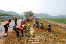 장성 북일면 박산사거리도 노란게 물들었다