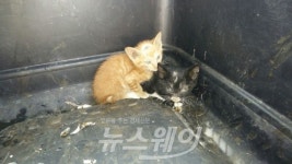 담양소방서 장성센터, 위기에처한 새끼고양이 구조