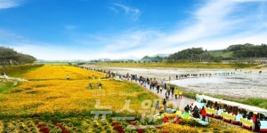 장성 황룡강 노란꽃잔치 함께 할 재능꾼 찾습니다