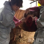 강진군, 한우 진료비 지원 확대