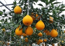 고흥군, ‘하나봉’ 품질관리 현장 기술지원 실시