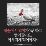 [카드뉴스]하늘에서 먹이가 ‘뚝’ 하고 떨어졌어요