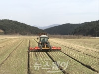 장성군, 고소득 옐로우푸드로 황금찰보리 꼭 찍었다