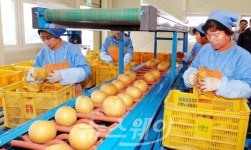 장성군, 과일 가공산업 새 장 열렸다