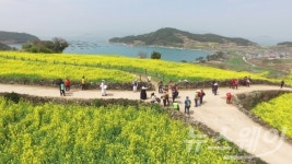 완도 청산도에서 ‘봄의 왈츠’ 들어보세요!