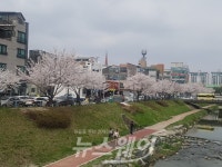 [포토]천안 불당동 장재천에 활짝 핀 벚꽃