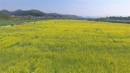 대구 하중도에서 꽃길만 걷자