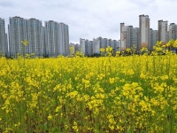 [NW포토]순천시 신대지구 유채 꽃밭 ‘장관’